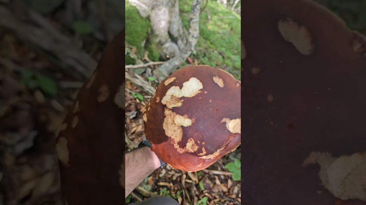 HO RAGGIUNTO L'APOTEOSI - 17 EDULIS E LA BOMBA DA 900 GRAMMI !!! #mushroom #fungi