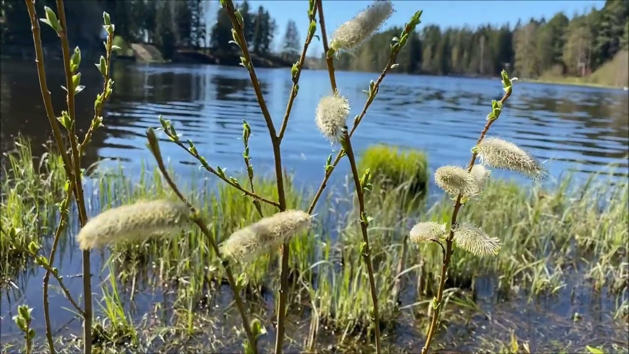 CALMING NATURE | CELLO SOLO | SONG OF GRIEF AND HOPE