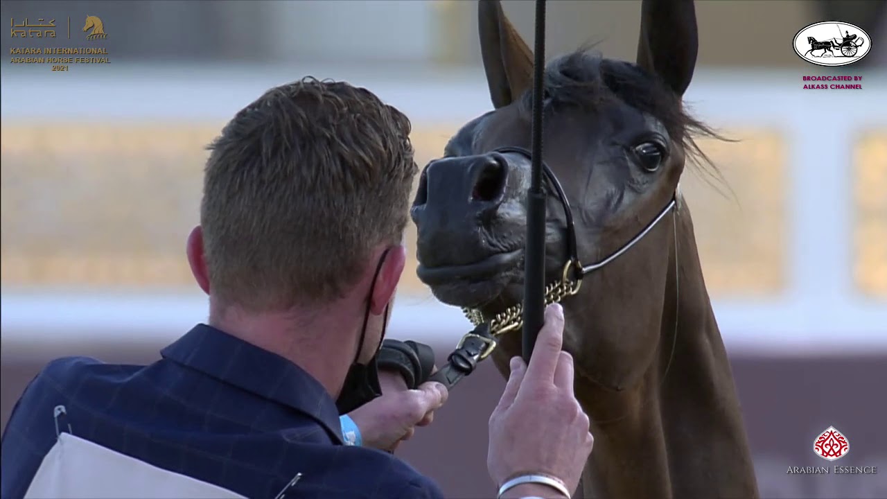 N 2 JALYLA AT   Katara International Arabian Horse Festival   Yearling Fillies Class 1A