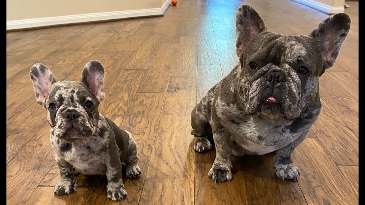 How To Start Training Frenchie Puppy | Merle French Bulldog Junior Pt1 | Wow Moments