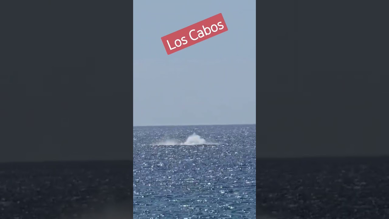 Whale sighting in Cabo. #cabolife