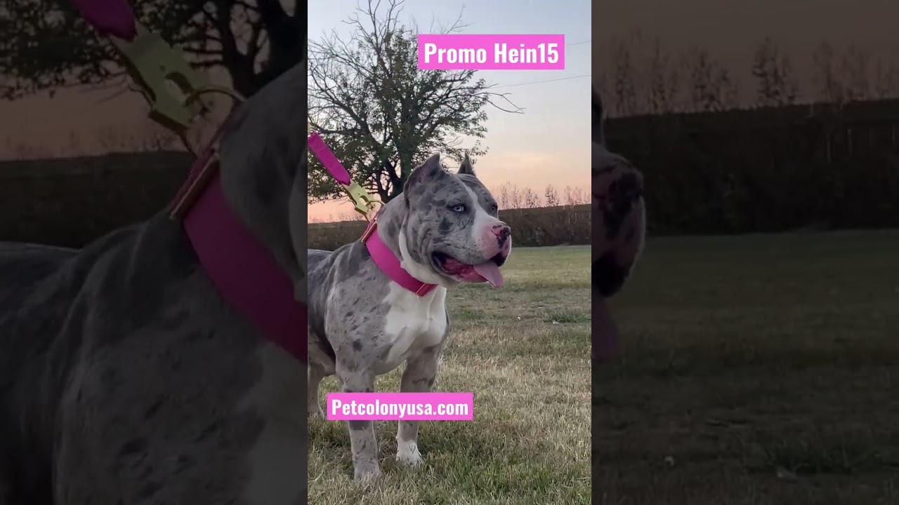 Xxl Merle bully model 