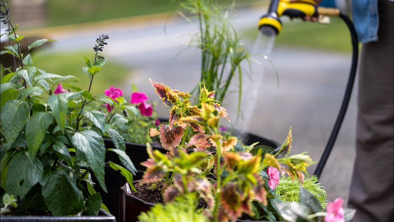 Container Garden Project - Full Sun Plants
