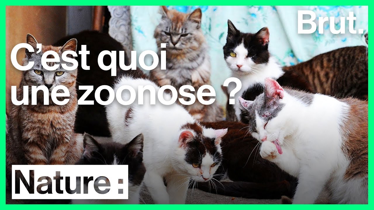 Les zoonoses, ces maladies transmises par des animaux aux humains