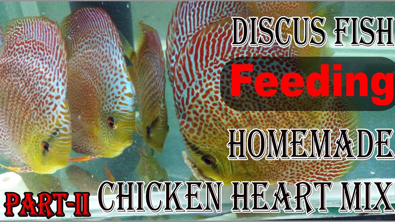 Discus Fish Feeding on Homemade Chicken heart mix