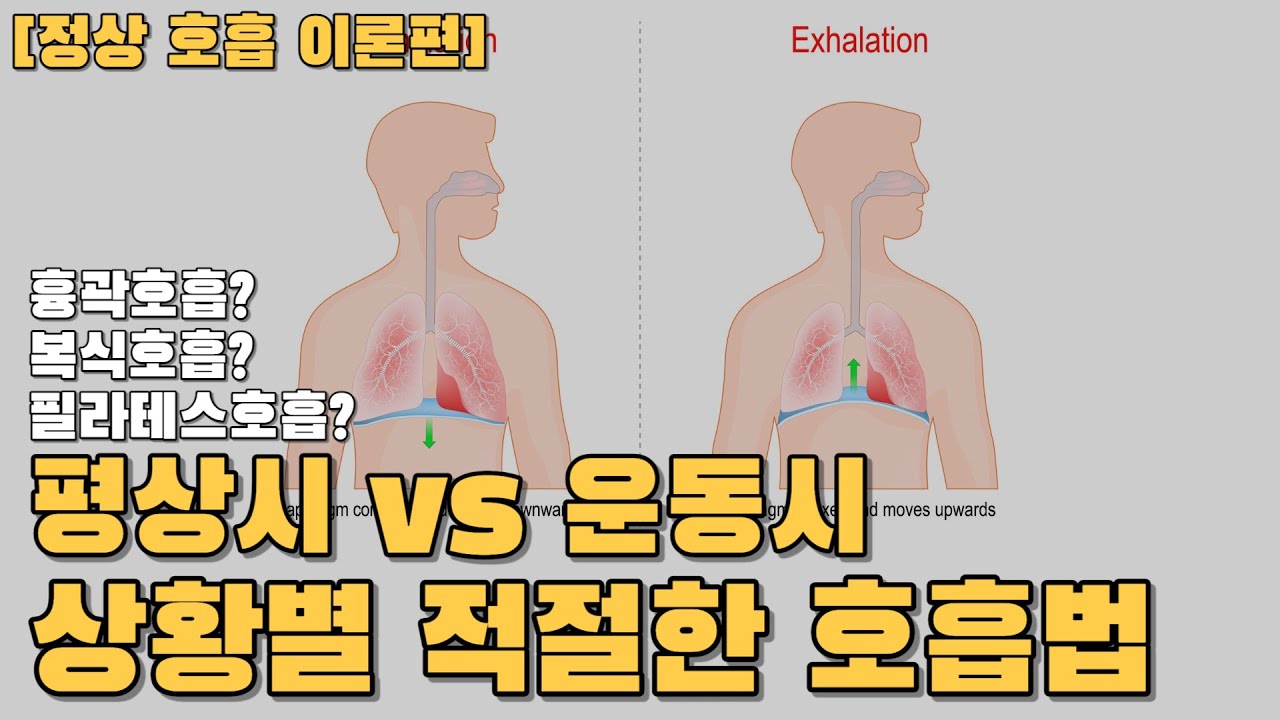 흉곽호흡? 복식호흡? 횡격막호흡? 일상 생활 / 운동할 때(헬스, 필라테스) 상황별 적절한 호흡법