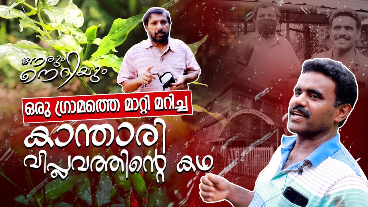 ഒരു കാന്താരി വിപ്ലവത്തിന്റെ കഥ I About Adv. Binoy jose and Kanamala Kanthari Farming - Episode 7