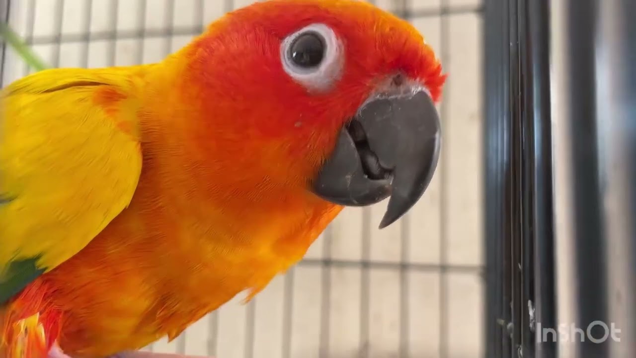 Sunconure #birds #sunconure #trending #birdslover#birds #parrot