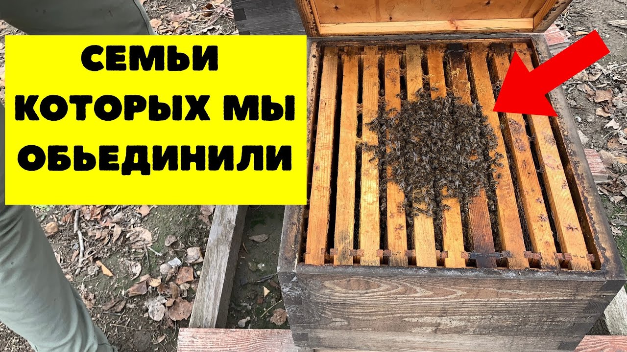 Как выглядят семьи которых мы объединили