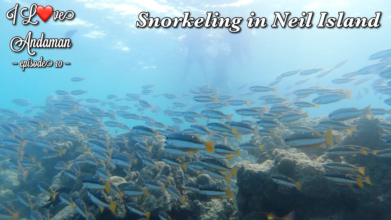Snorkeling in Neil Island | Andaman and Nicobar Tour