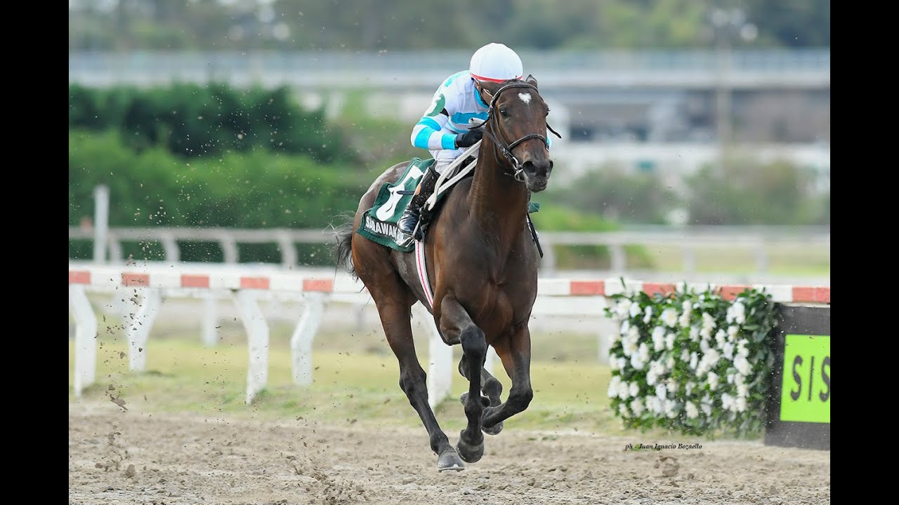 Gran Premio Criadores (G1) 2025 - Sarawak Rim (Remote)