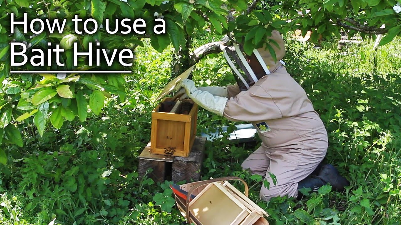 How to Attract a Bee Swarm to a Bait Hive / Honeybees for Free!