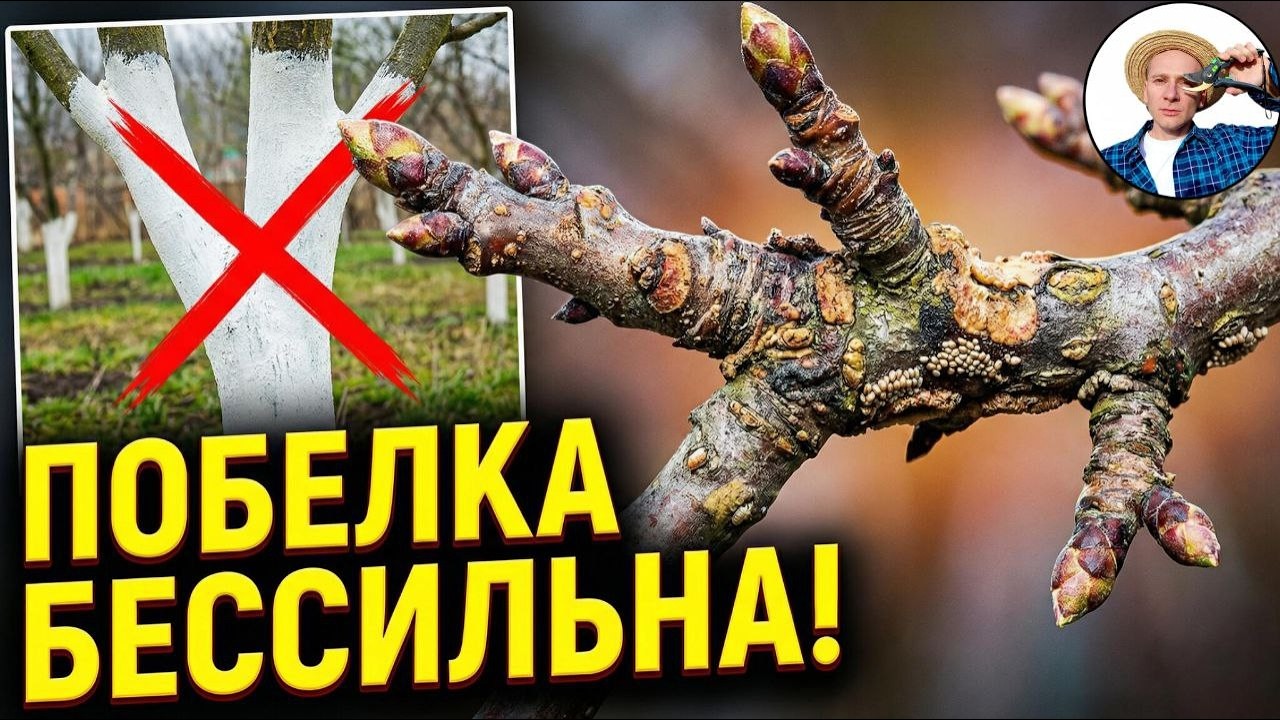 ЭТО КРУЧЕ САДОВОЙ ПОБЕЛКИ: Чем защитить сад ранней весной