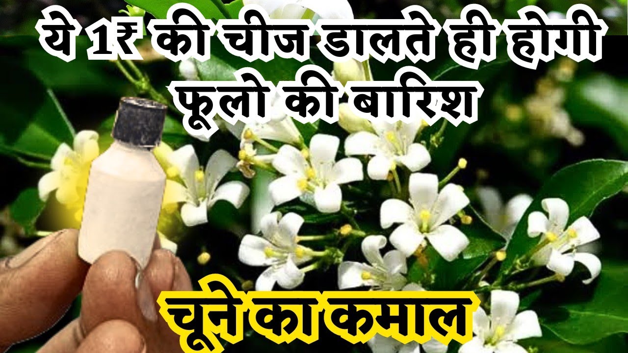 1₹ की खाद से आयेंगे मधुकामिनी पे ढेरो कलिया व फूल| MADHUKAMINI PLANT CARE |MADHUKAMINI NOT FLOWERING