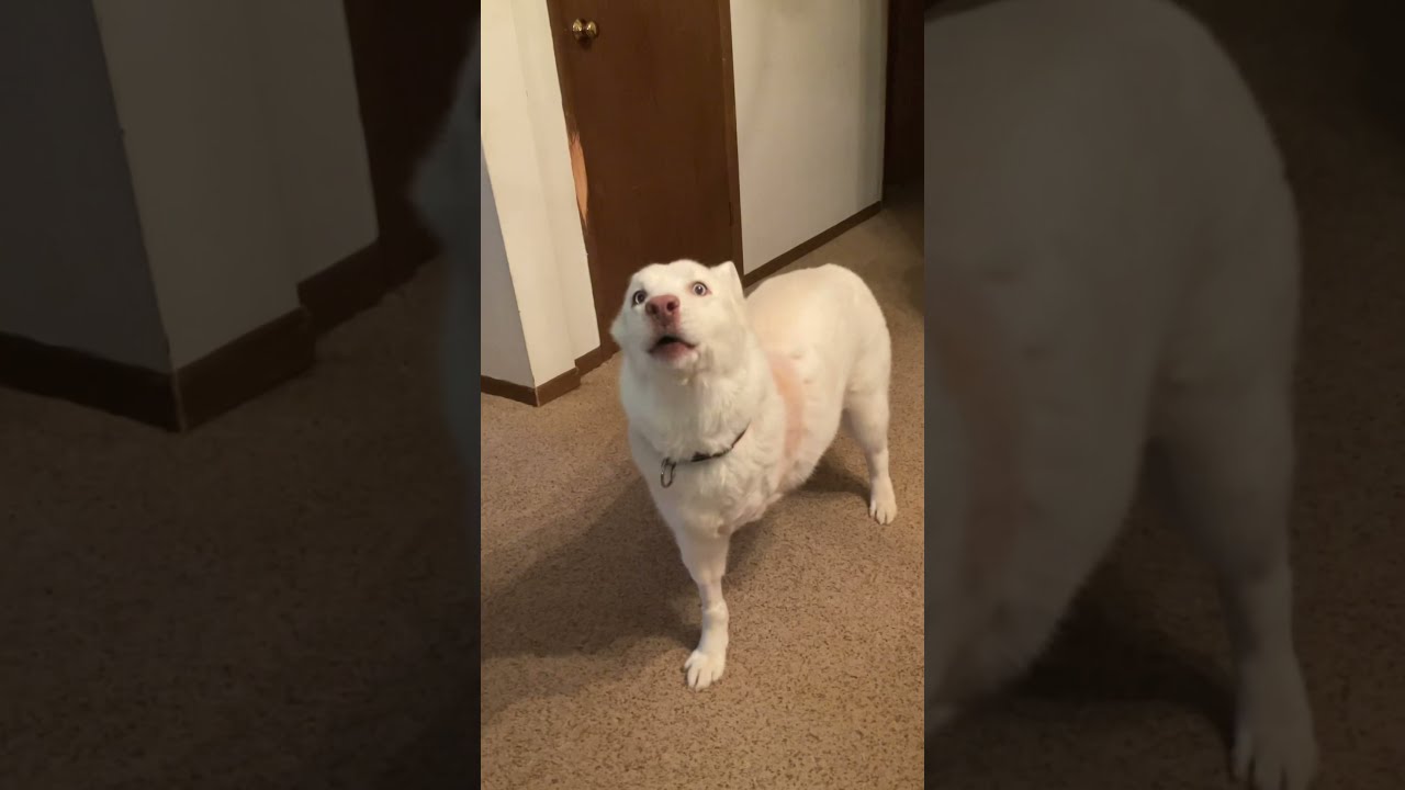 My dog’s Story of her front leg amputated￼ *left ￼leg*￼ 🥺💞