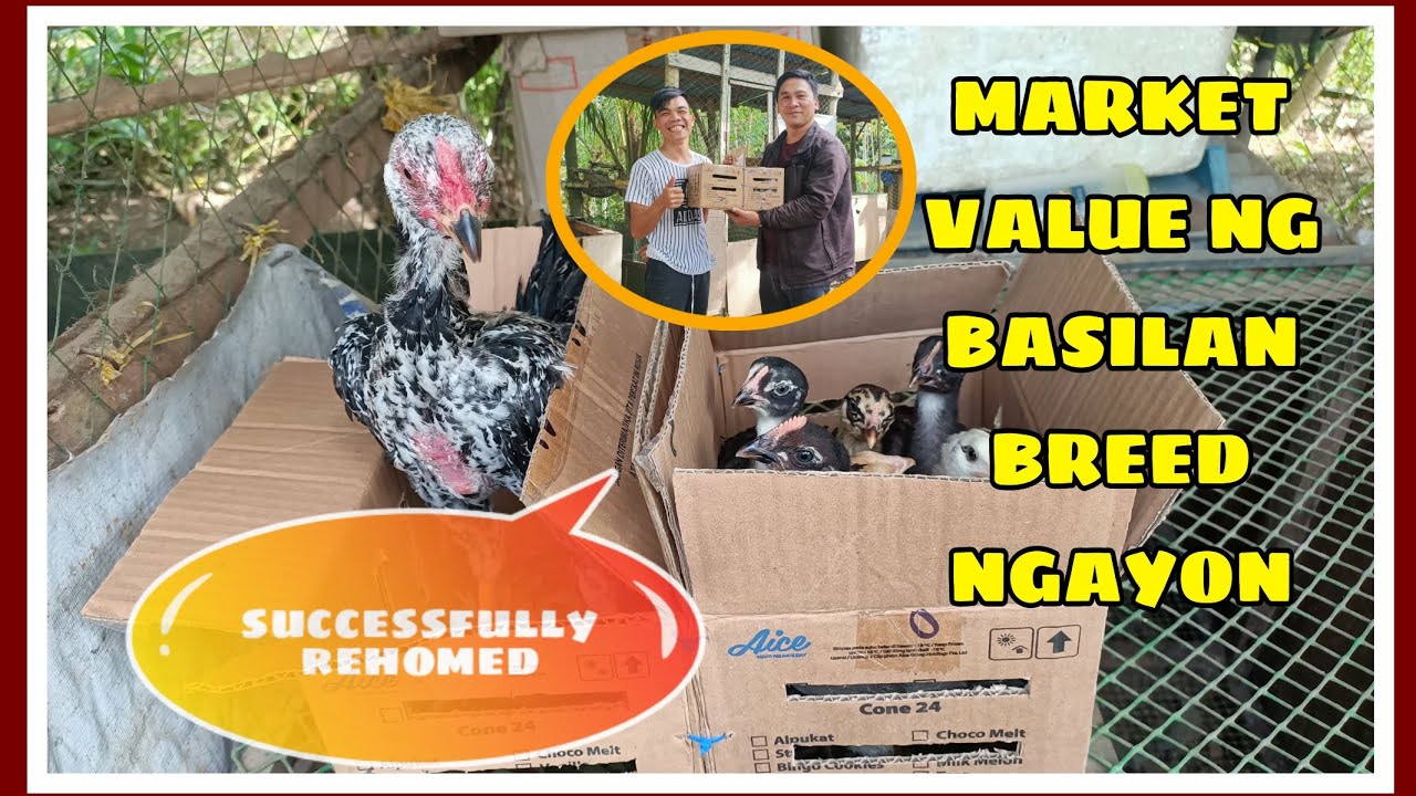 MAGKANO NA ANG BENTAHAN NG PURE BASILAN BREED|| PER KILO O PER HEAD?