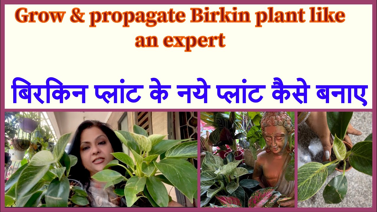 How to grow & propagate philodendron Birkin ॥बिरकिन प्लांट की देखभाल और नये प्लांट कैसे बनाए