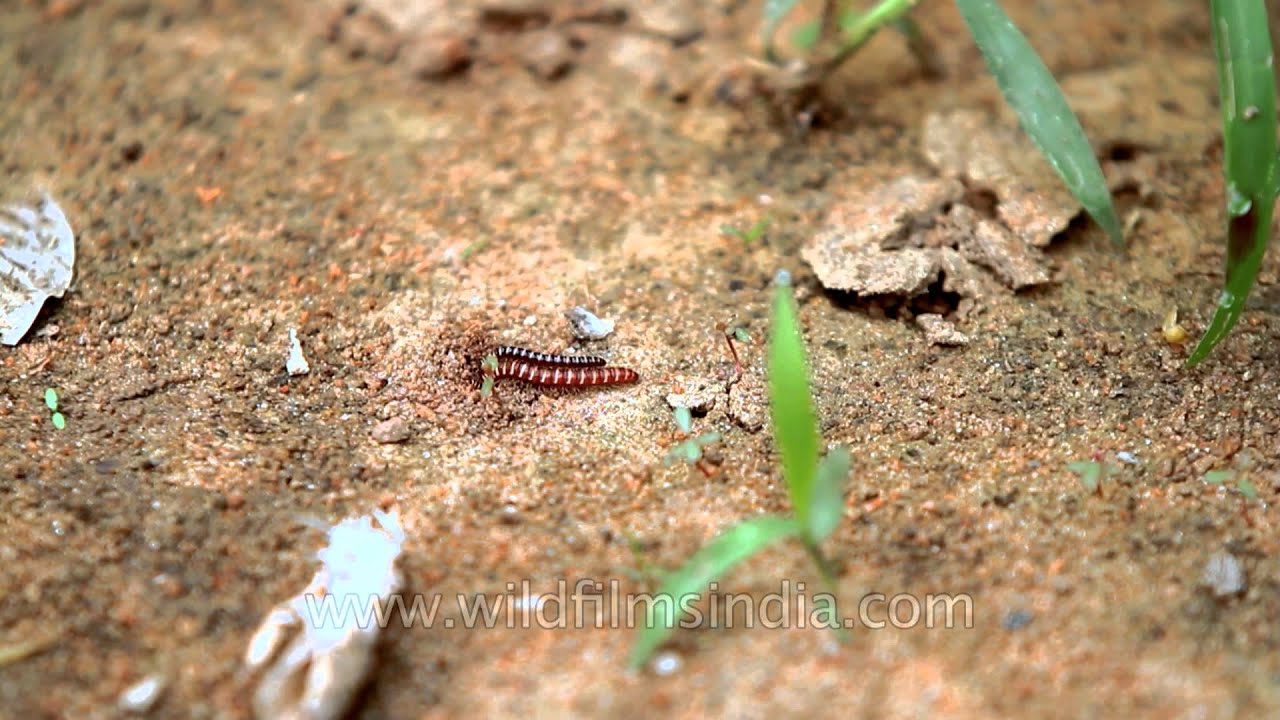 Ground level millipede mating