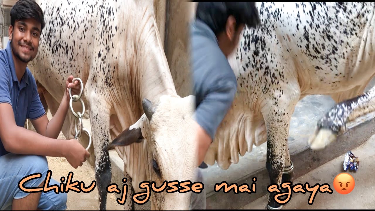 JANWAR KO PAYAL PEHNANA MUSHKIL HOGYA 😅 || QURBANI 2023