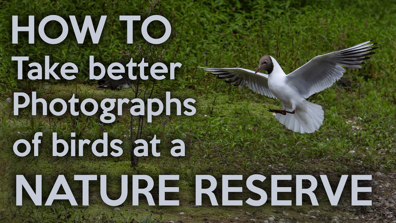 How to take photos of birds at a Nature Reserve