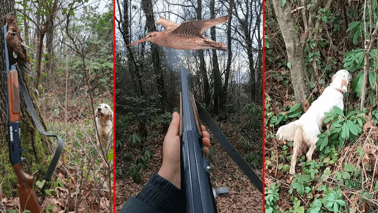 Çulluk Avı | Woodcock Hunting | Setter Av Köpeği | Çulluk