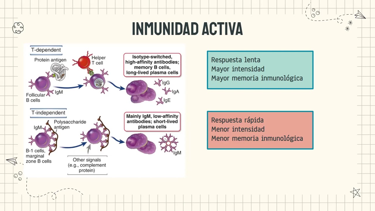 Inmunidad activa y pasiva | Vacunas y BCG | Esquema de vacunación