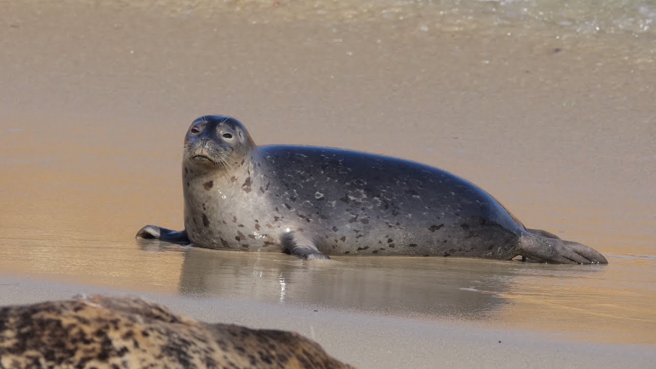 Cute Seals Galumphing and Sleeping