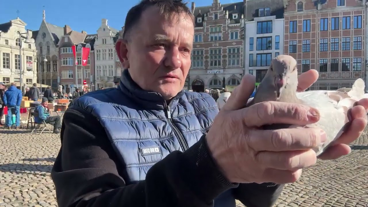 Gołębie Belgia  Lier młode na loty 513016809 Artur Pawelec