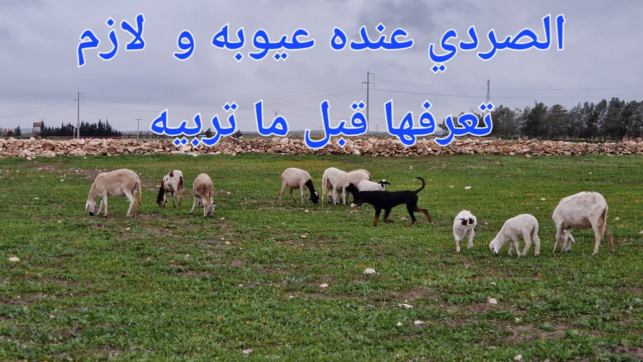 الحلقة 748.🐏❤️🇲🇦❤️. 