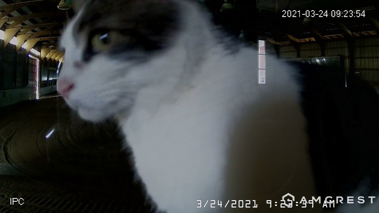 GiantCat