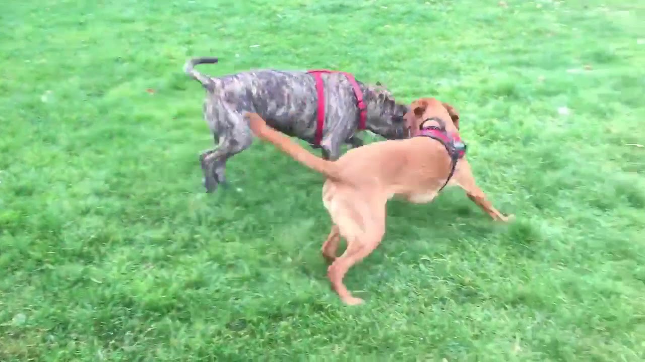 Signaux d'Apaisement chez le chien - La Team au Poil - Educateur Comportementaliste Canin et Félin