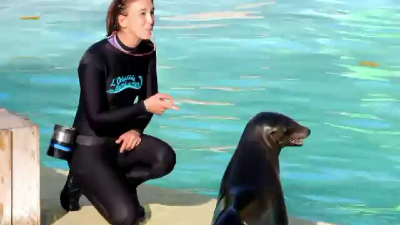 Les otaries ( interactions et spectacles ) - Zoo De Beauval 2015