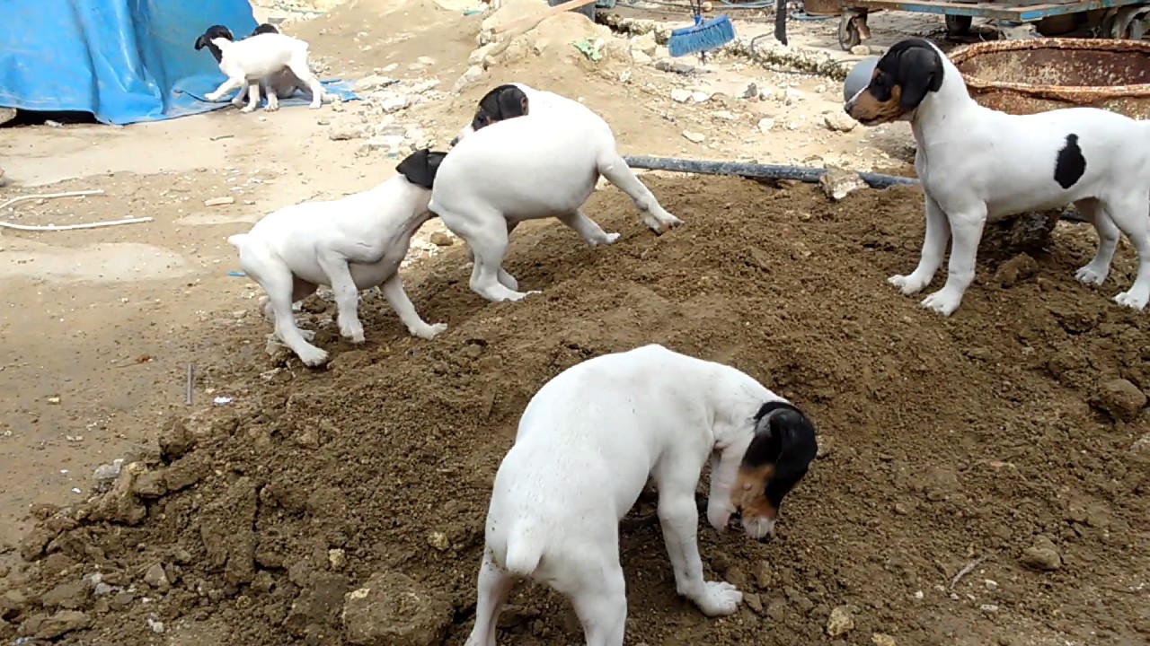 Ratonero bodeguero andaluz