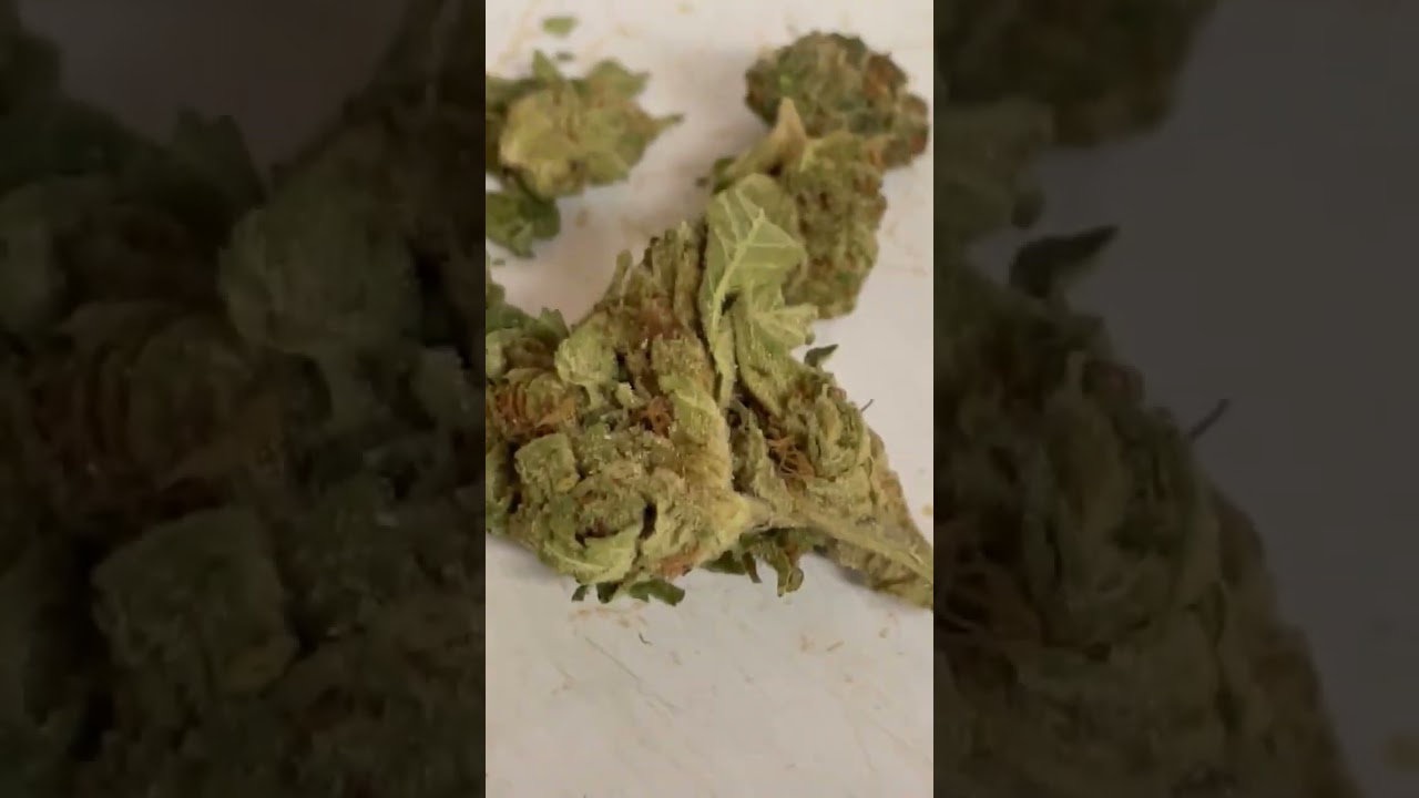 Terrible Animal RNTZ from REDECAN (garbage alert)