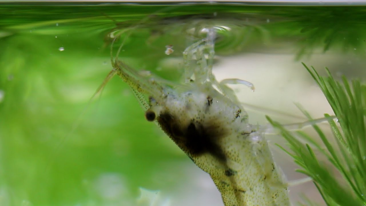 [HD] ミナミヌマエビ 水面の餌を下からツマツマ Surface-feeding Neocaridina Shrimp