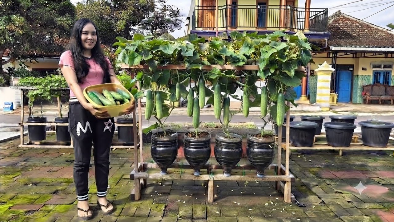 cara menanam timun dimusim hujan sangat mudah dan menyenangkan / Plant cucumbers in the rainy season