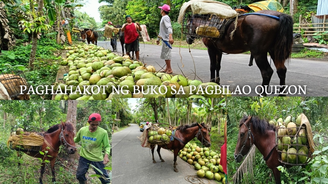 Mga Magkakabayo sa Pagbilao Quezon! Paghahakot ng Buko..