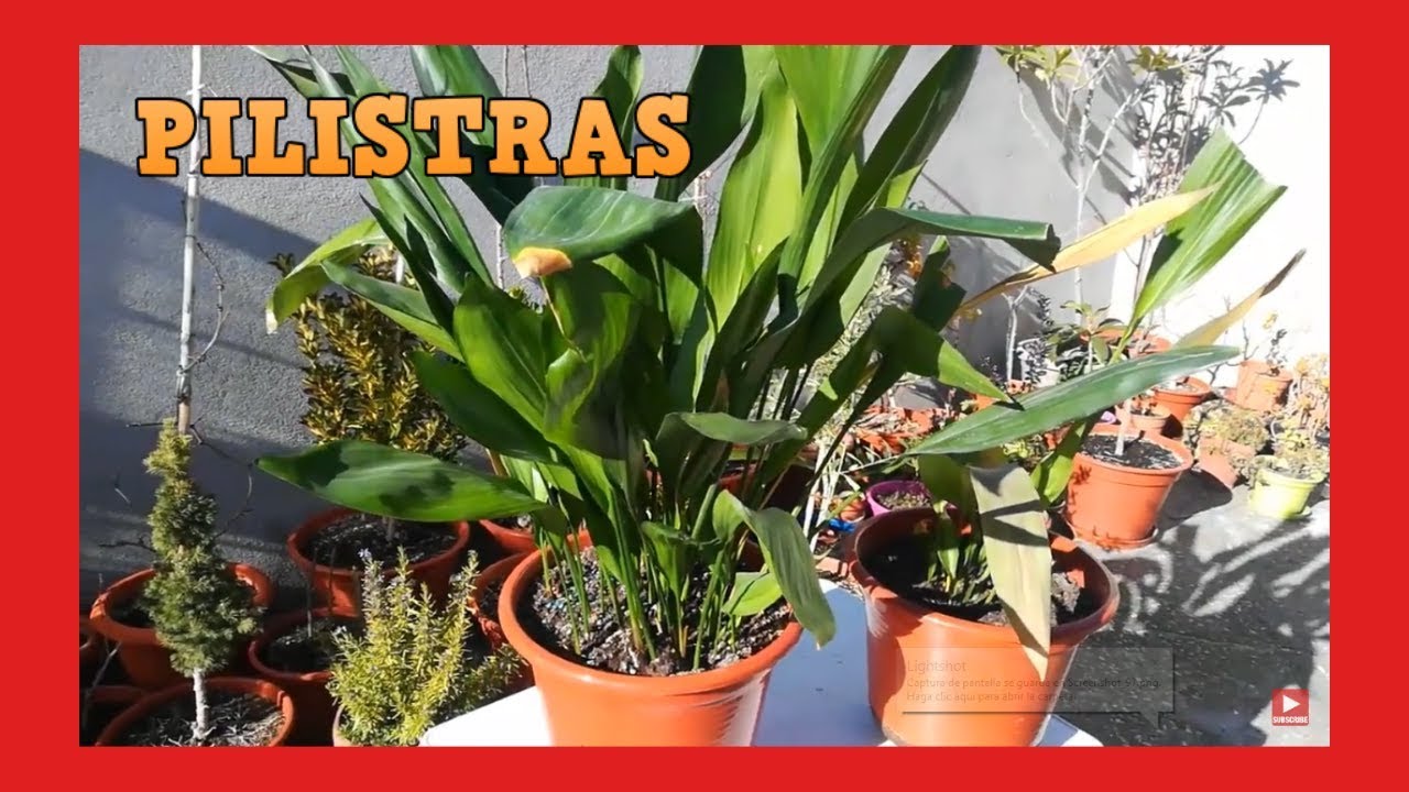 ADPIDISTRA o PILISTRA CUIDADOS