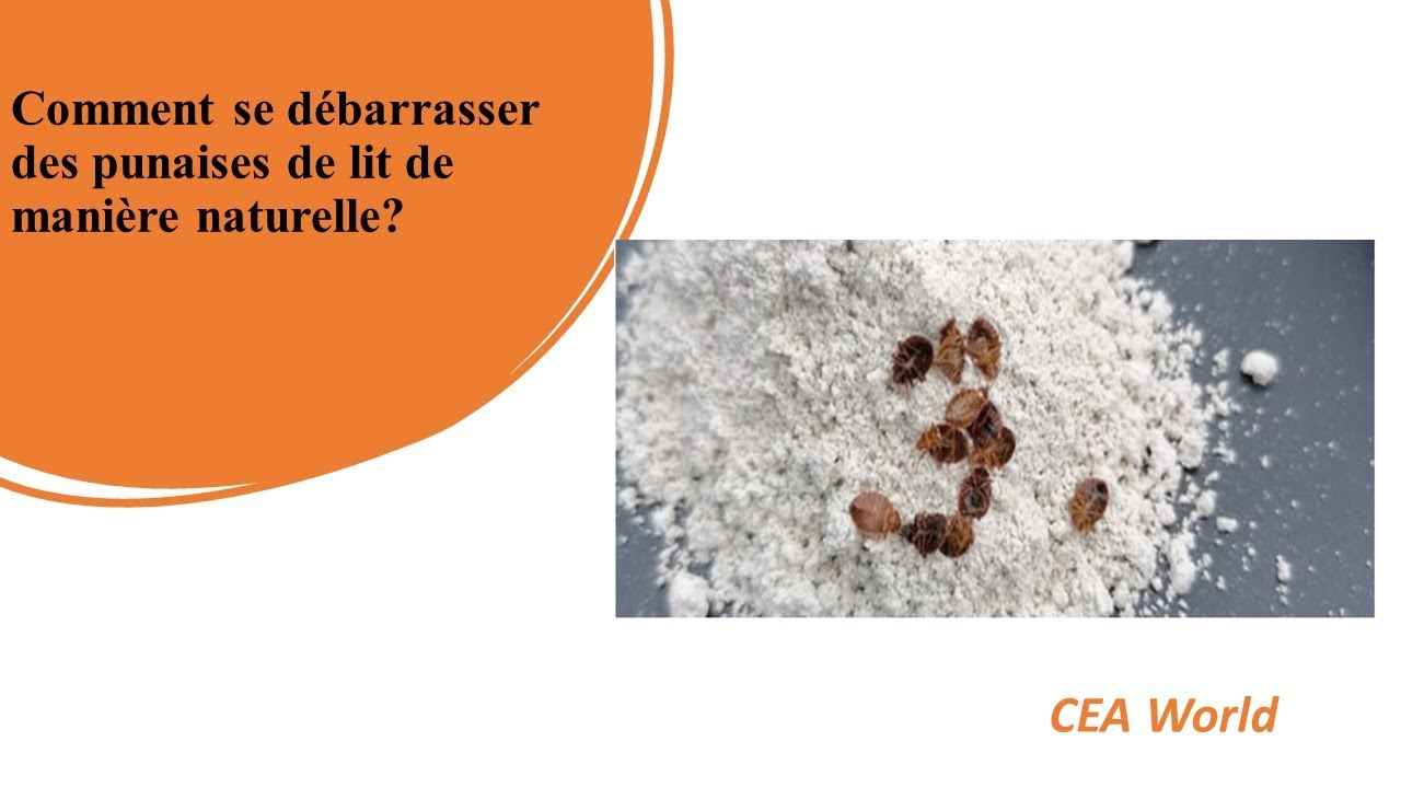 Comment Se Débarrasser Des Punaises De Lit De Manière Naturelle?