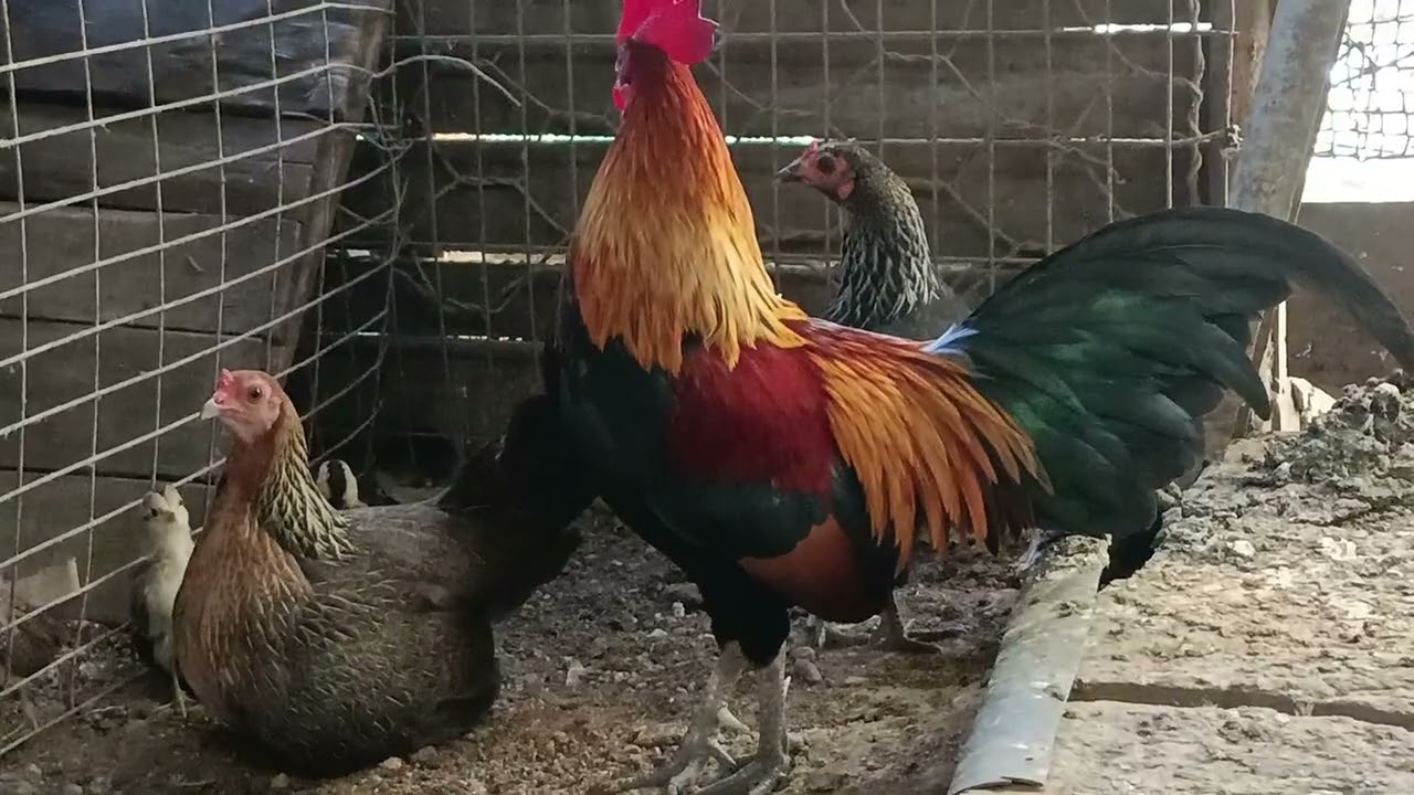 RAMAR IN A NOTE 7 A HRUAI CHHUAK