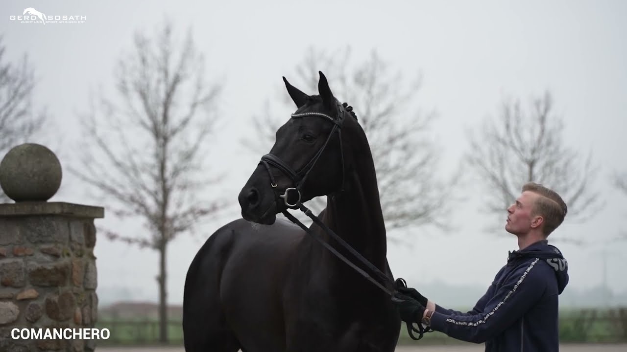 Comanchero *2018 von Comme Prévu x Landor S | Sosath Hengstschau 2023