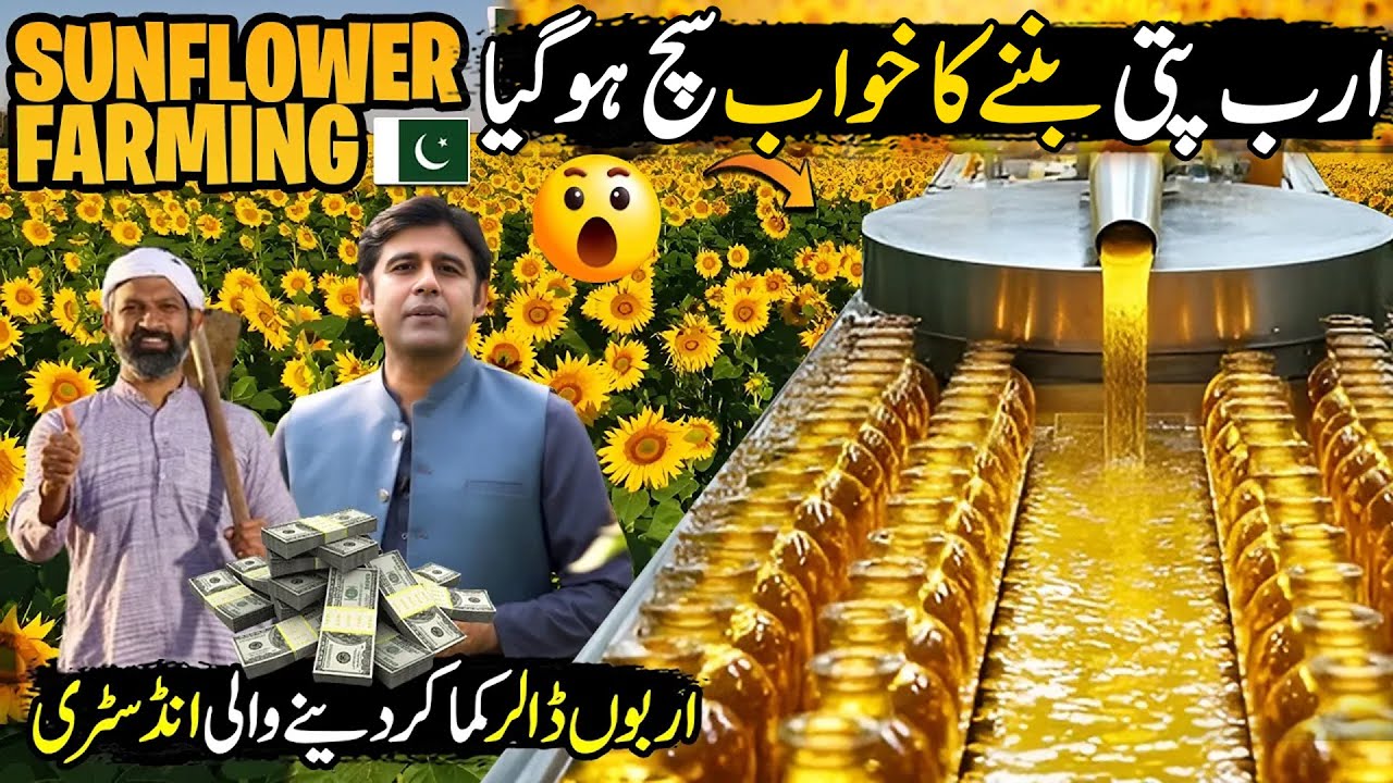 Million-Dollar Crop 🌻 | Sunflower Farming in Pakistan | Future of Agriculture | Kissan Ka Pakistan