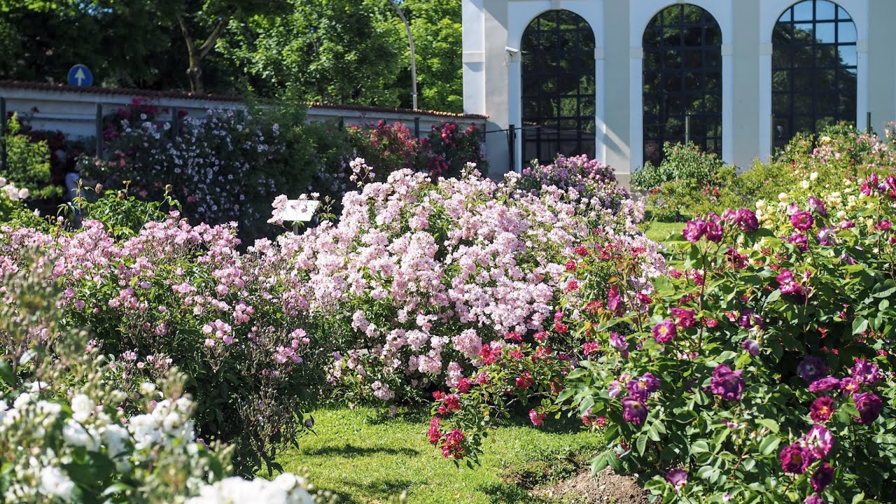 Roseto Niso Fumagalli - Monza maggio 2021