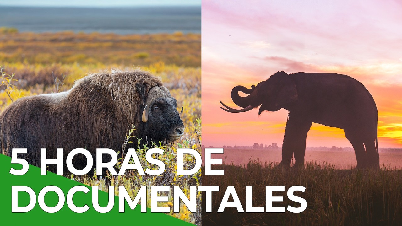 De Tailandia a Ruanda y Nepal: Travesías Salvajes | Free Documentary Nature - Español