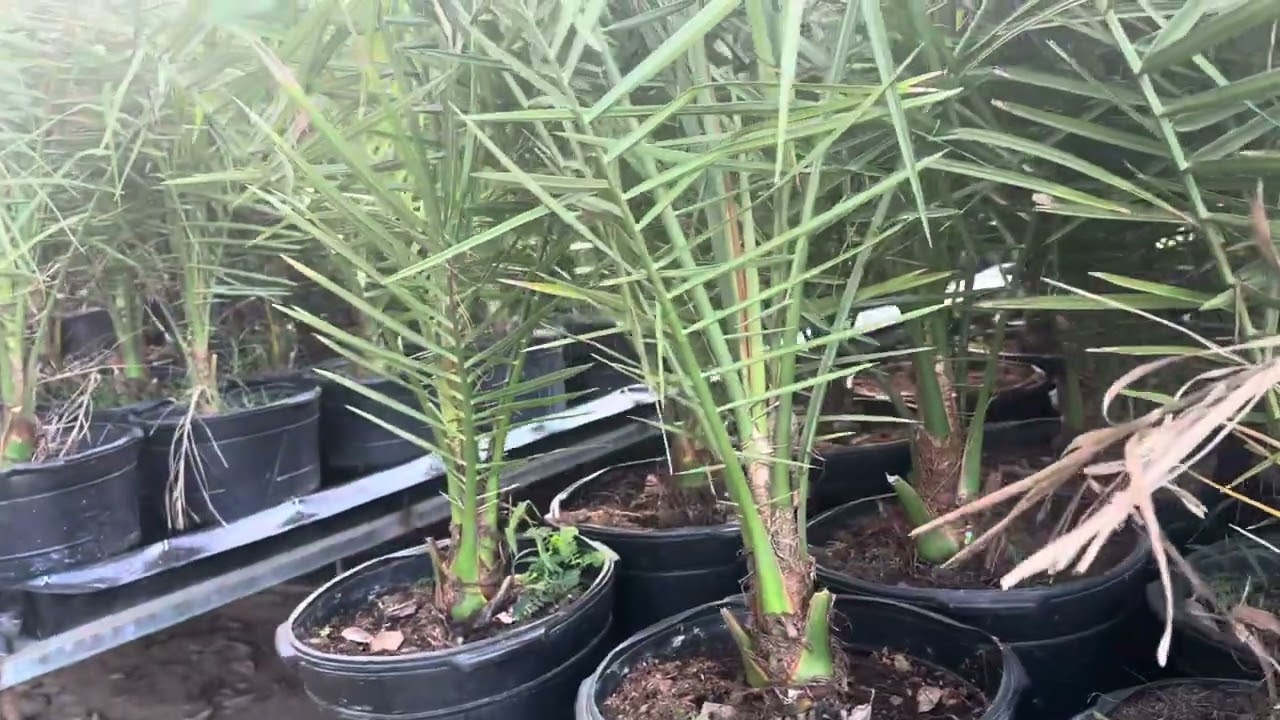 Chà là cây 1,5 năm tuổi phục vụ cho đầu năm