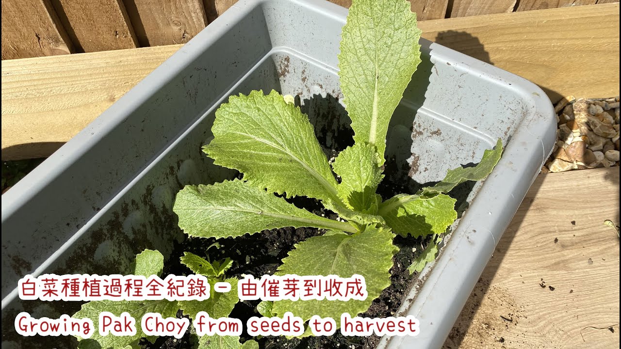 白菜種植過程全紀錄- 由催芽到收成 🥬🥬🥬 Growing Pak Choy from seeds to harvest