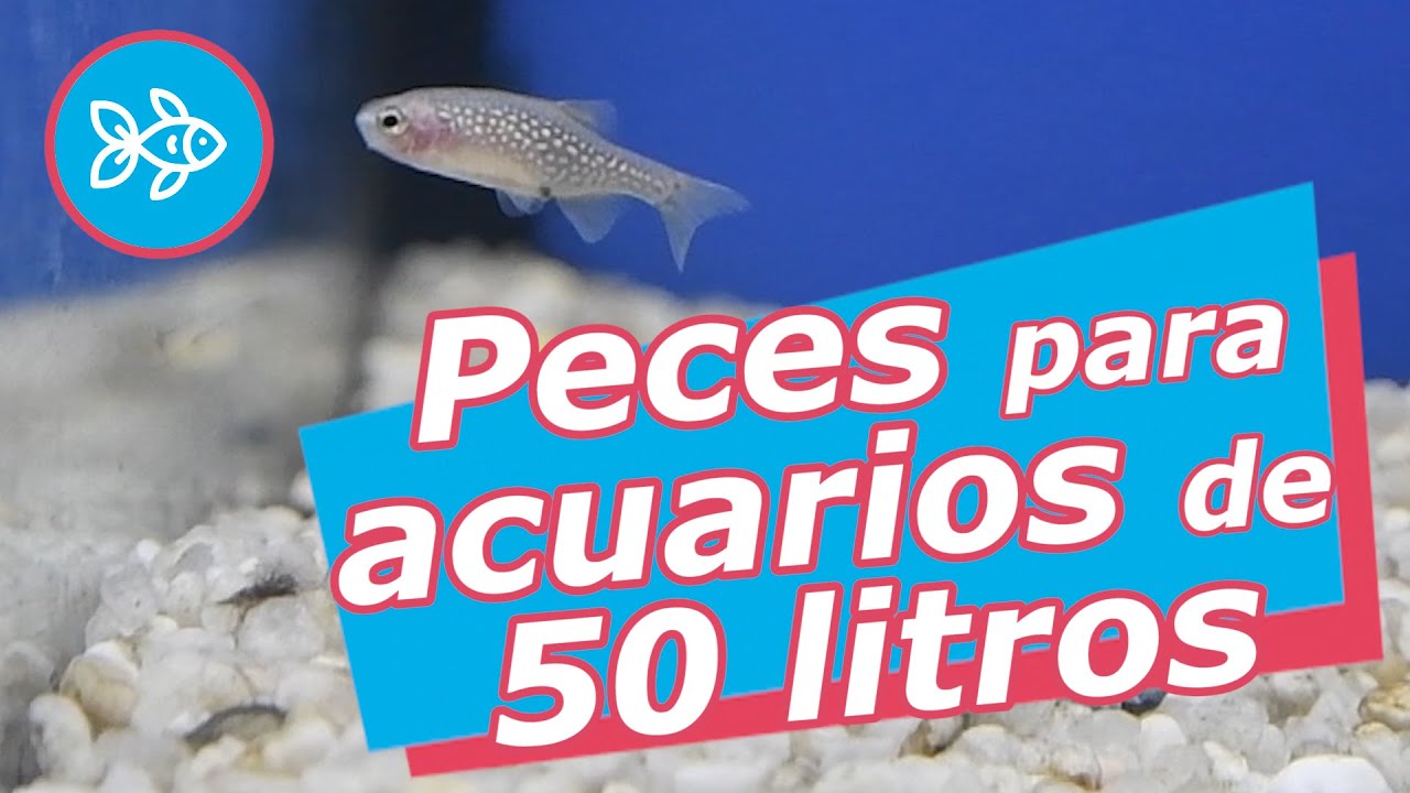 PECES para ACUARIOS de &le; 50 litros [ AGUA DULCE ]