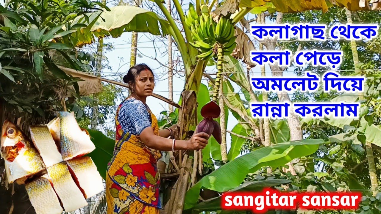 কলাগাছ থেকে মই দিয়ে কলা পেড়ে অমলেট মাছ দিয়ে রান্না করলাম!sangitar sansar 