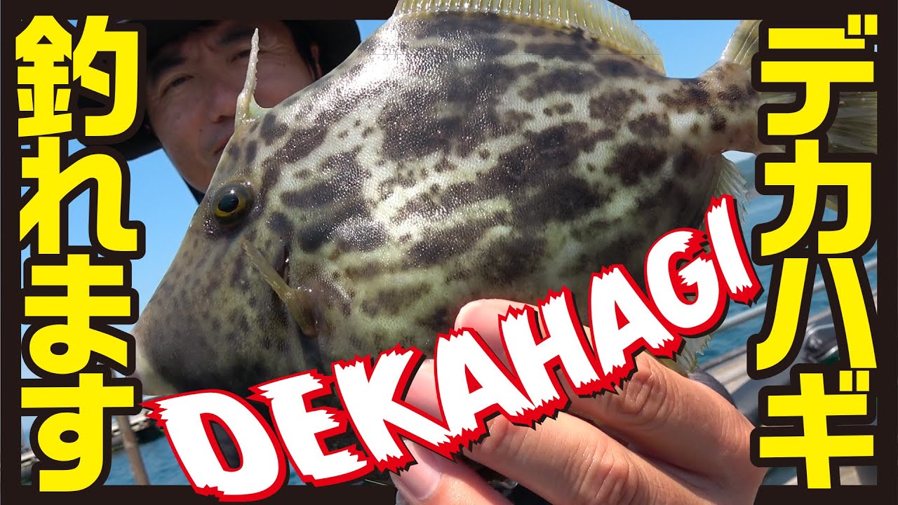 カワハギのホットシーズン　大型カワハギを狙って釣る！　筏＆かかり釣り＆ハギング