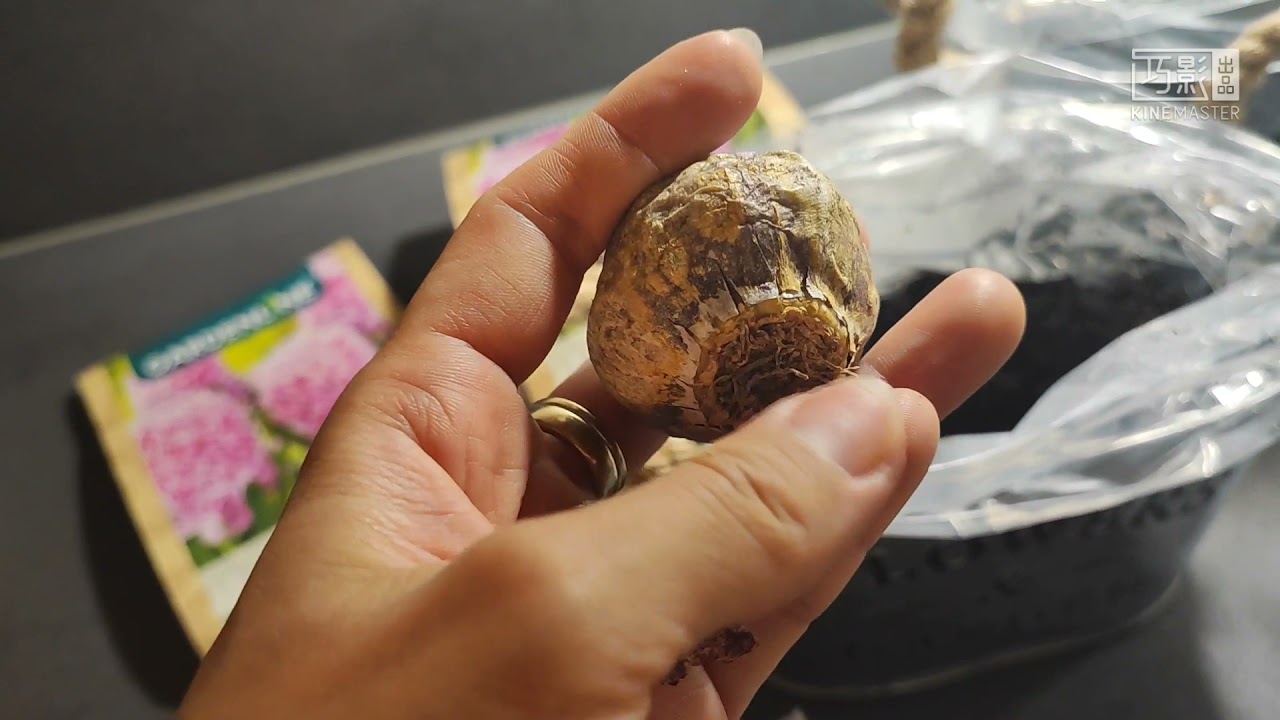 室内盆栽风信子种球 不带沥水盆的花盆该怎么防止根系长时间浸泡在水里